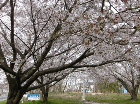 桜と天の川② (640x479)