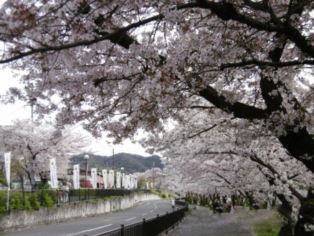 桜と妙見 (640x480)